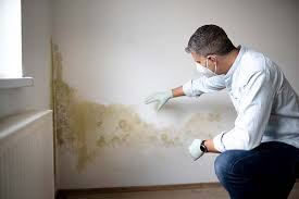 Trusted Brookfield, IL Mold Removal Experts